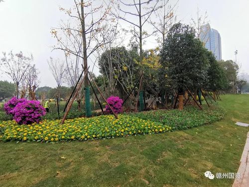 修復面積約3000㎡ 贛州南河大橋側綠化項目完工