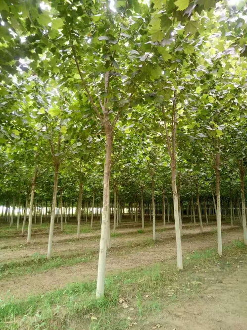 山東闖森園林綠化工程