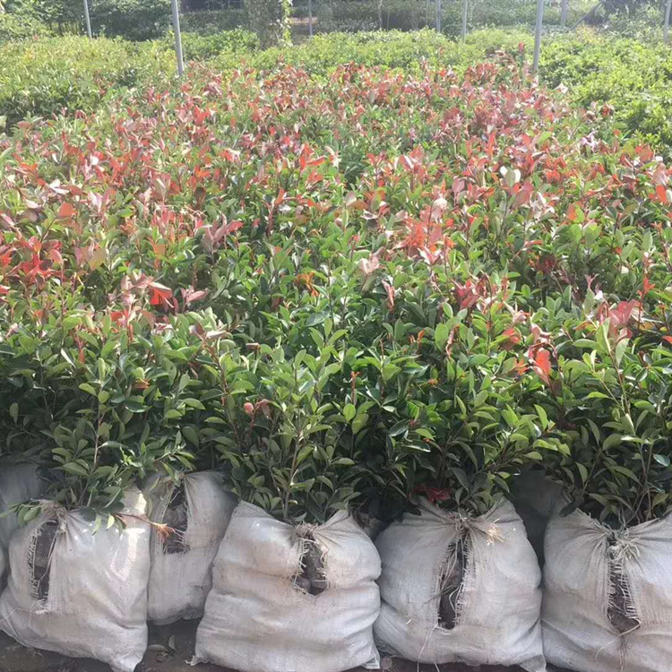 武漢?？祱@林 石楠樹苗 紅葉石楠樹苗木工地小區籬笆綠化100盆