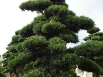 圖園林綠化 打造理想庭院景觀的設計、施工與養護