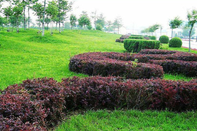 綠籬、色塊、色帶及體育場地設施的定點放線方法與步驟